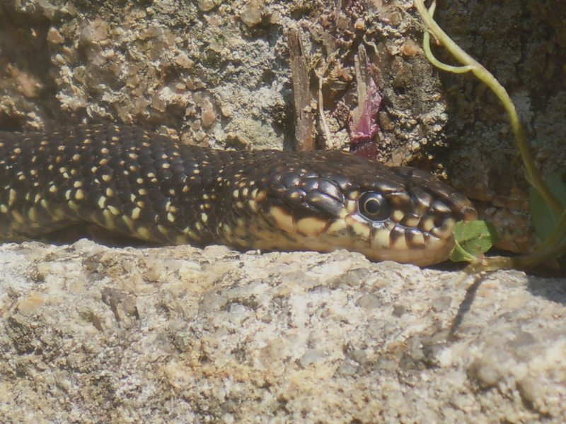 il biacco Rodolfo...sulla tomba di giganti